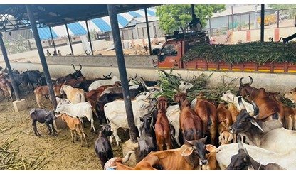 GAU SHALA VISIT